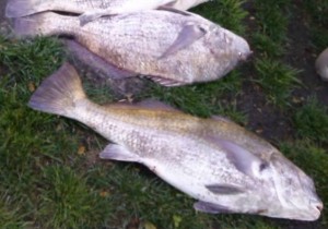 prime hok, slaughter beach, delaware, kent county, sussex county, fresh surf clam, banging the drum, delaware fishing