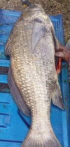 black drum, delaware bay, fresh clam, sussex county,