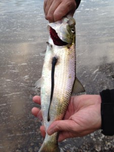 shad, lamprey, white clay creek, delawre, new castle county, american hickory shad, 