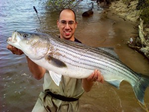 delaware river, striped bass, rockfish, rock the rocks, new castle county, atlantic ocean fish, spring run, bunker chunking