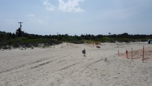 milton beach, broadkill beach, lewes, beach plum island
