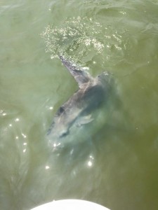 ocean sunfish, mola mola, atlantic oceanfish, jellyfish, delaware, sussex county, indian river bay, rehoboth bay, masseys landing