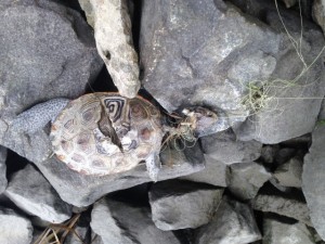 dead turtle, discarded fishing line, ghost line, diamond back turtle, lewes canal