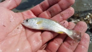 juvenile weakfish, sussex county, broadkill beach, delaware bay