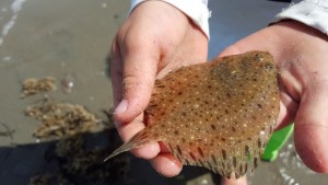 window pane flounder, broadkill beach, sussex county, delaware bay, atlantic ocean fish, 