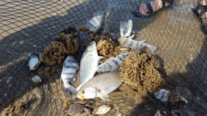 seine net, delaware bay, broadkill beach, puppy drum, croaker, calico crabs, 