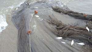 seine net, tagging weakfish, sussex county, delaware bay,