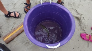 weakfish tagging project