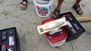 weakfish tagging program