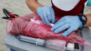 weakfish tagging project, north carolina state univeristy,delware state university, dnrec, braodkill beach, sussex county, atlantic ocean, trout,sea trout