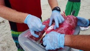 weakfish tagging project