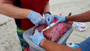 weakfish tagging program