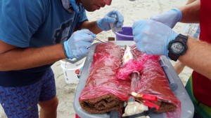 weakfish tagging project, delaware, sussex county,