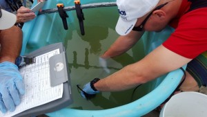 delaware, weakfish tagging program, delaware bay, sussex county