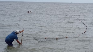 pull seine net, broadkill beach, sussex county, delaware bay,