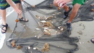 weakfish tagging project, why tag weakfish, university of North Carolina Raleigh, delaware state university, haul seining, broadkill beach, delaware, sussex county