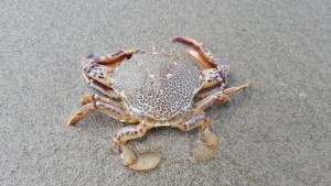 Lady crab