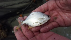 Pompano