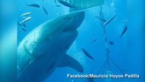 deep blue, great white shark,  Mauricio Hoyos Padilla