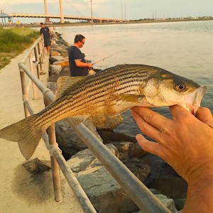 striper short tom deptula