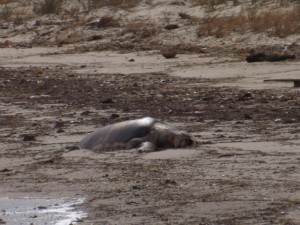 MERR institue, stranded wildlife, sea turtle, leather back, south bowers beach, delaware bay, kent county, wildlife rescue, beach combing