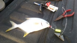 pompano in Delaware, sussex county, fenwick island state park, gulf stream fish, atlantic fish, florida pompano