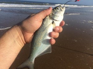 bluefish, dewey beach, atlantic fish, ocena fish, yellow eyed devil, gator blues, choppers, spoons,mullet chunks, rigs