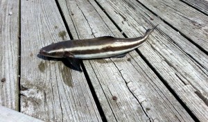 cobia, henlopen pier, fishing pier, delaware, sussex county, harbor of safe refuge