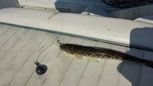 lizard fish, delaware bay, atlantic fish, gulf stream fish, sussex county