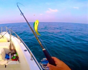 mahi mahi,offshore fishing, deep blue water, canyons, 19 fathom lump, delaware, sussex county