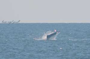 manta ray in Delaware, maryland, assateague, gulf stream fish, atlantic ocean oddities,