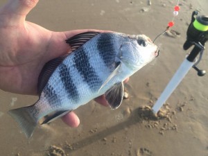 puppy drum, black drum, atlantic fish, delaware, sussex county, dewey beach, surf fishing beach towns