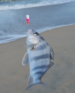 puppy drum, black drum, cape henlopen state park. delaware, sussex county. fishbites, diamond state custom tackle