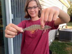 atlantic white shrimp, delaware, sussex county, kent county, tidal creeks