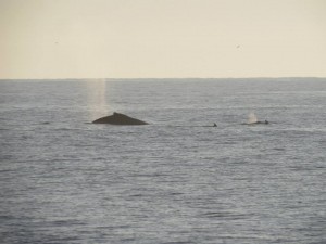whale off bethany beach, triathlon, whale watching, humpback whale, delaware, sussex county 