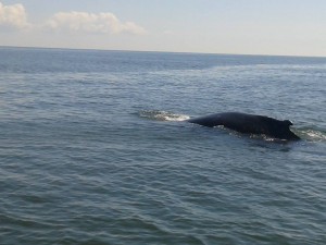 minke whale, delaware bay, sussex county, whale watching, dnrec, fish and wildlife