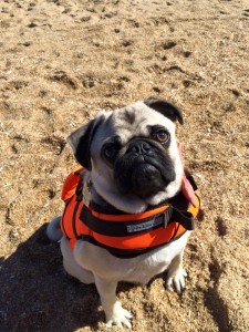 dog life vest,delaware, sussex county