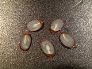persimmon seeds for predicitng weather, spoons, knives, forks, delaware, sussex county