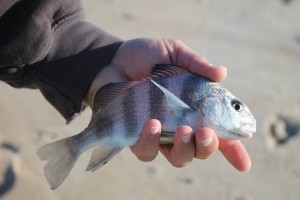 puppy drum, black drum, delaware, sussex county