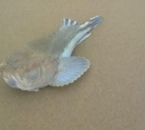 northern stargazer, delaware, sussex county, fenwick Island, 