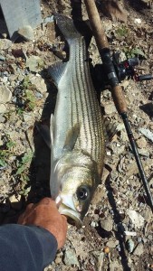 delaware bay, striped bass, augutine beach, port penn, delaware river, rockfish, linesider, migratory fish, atlantic ocean fish, salem one,