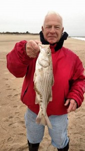 line sider, striped bass, rockfish, herring point, cape henlopen state park, delaware, sussex county, fall migration, atlantic fish, 