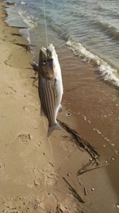 augustine beach, striped bass, delaware, kent county,