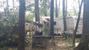 Tall pines, tree damage, delaware, sussex county