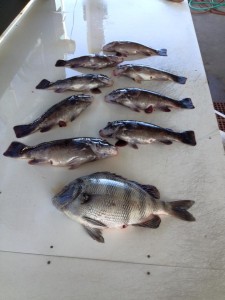 tautog, tog, sheepshead, katydid, atlantic ocean fish, delaware, sussex county