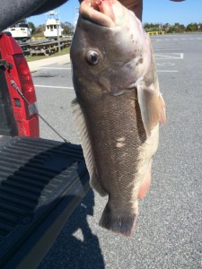 tautog, toggin, shite chin, black fish, indian river inlet, delaware, sussex county
