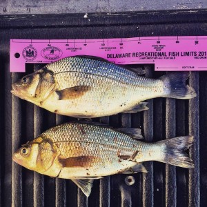 kent county, augustine beach, salem I, delaware, the locks, upper delaware bay, delaware river, port penn, 