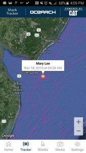 Mary Lee,delaware, sussex county, wildwood,NewJersey, ocearch, great white shark tracking