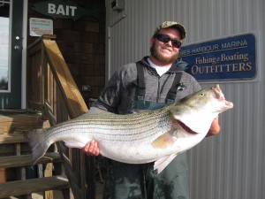 striped bass, rockfish, linesiders, lewes harbor marina
