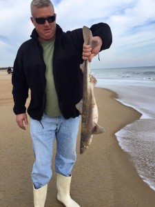 Spiny dogfish, David Eastburn, delaware, sussex county, chsp, state park drive on beach